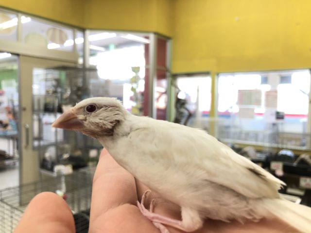 シルバーイノ文鳥