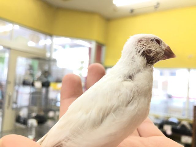 シルバーイノ文鳥