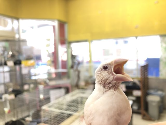 シルバーイノ文鳥