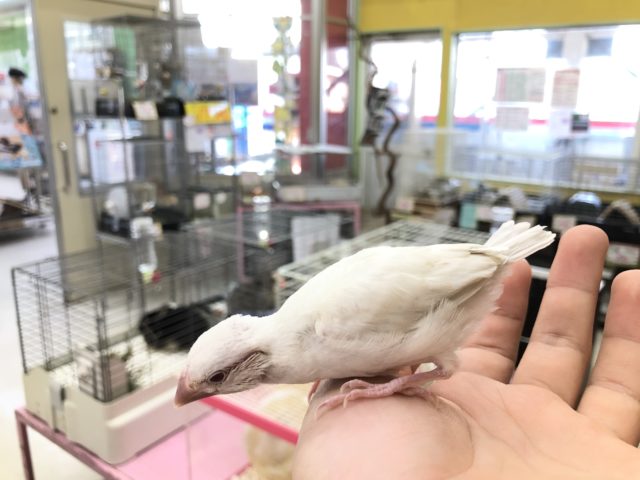 シルバーイノ文鳥