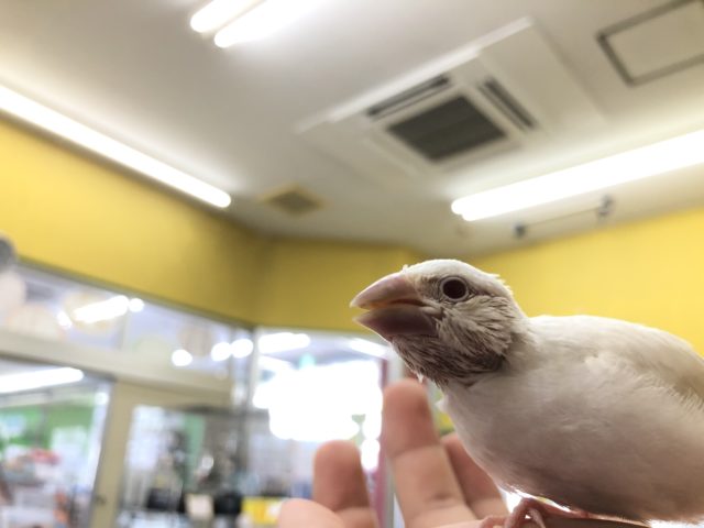 シルバーイノ文鳥