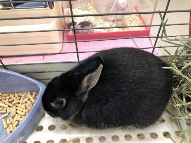 ネザーランドドワーフ