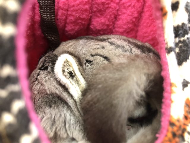 ノーマルカラー久々入舎です R4 1/12撮影 フクロモモンガ