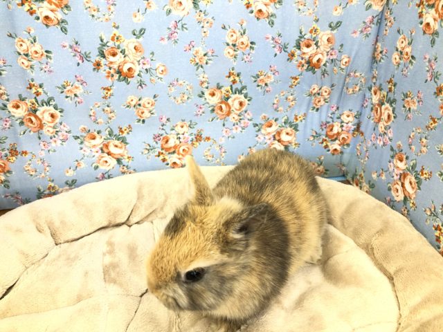 ネザーランドドワーフ