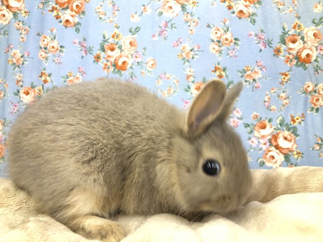 ネザーランドドワーフ