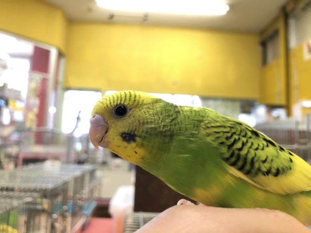 セキセイインコ