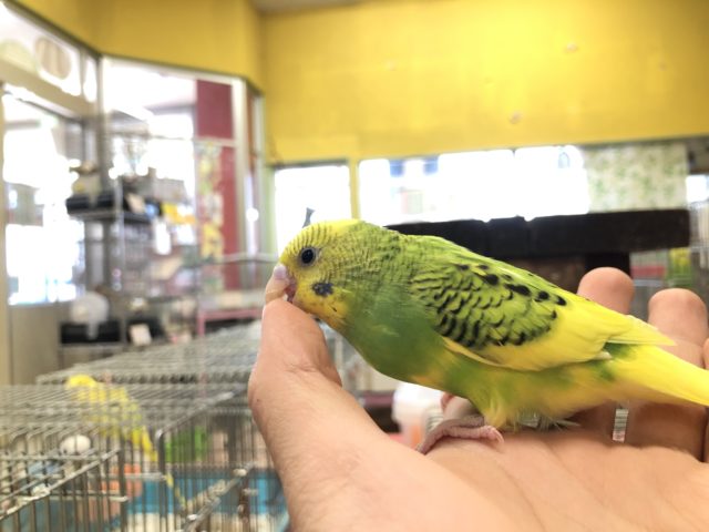 セキセイインコ