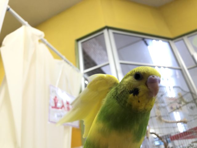 セキセイインコ