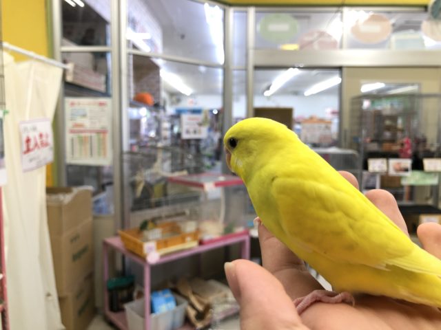 セキセイインコ