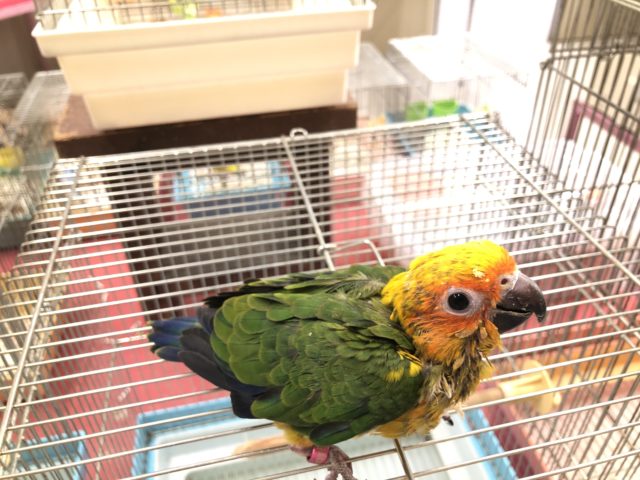 コガネメキシコインコ