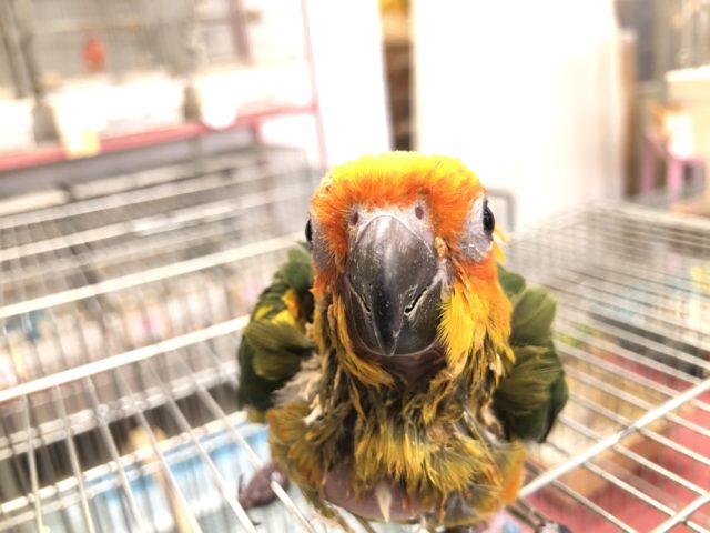 コガネメキシコインコ