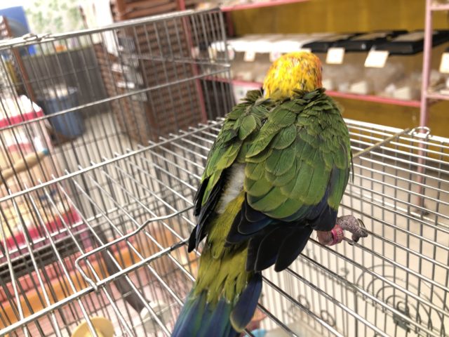 コガネメキシコインコ