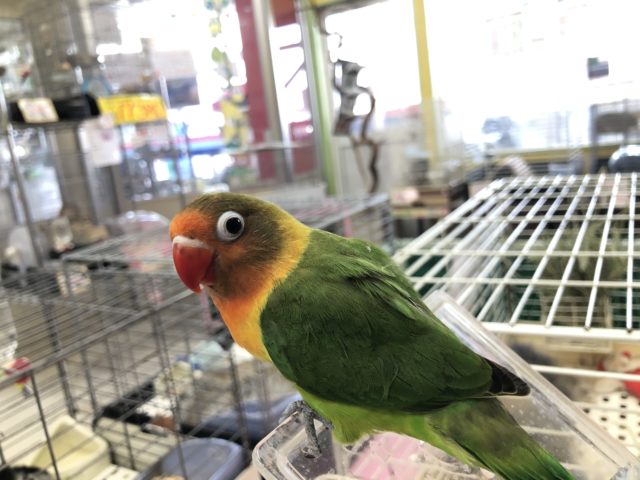 キエリボタンインコ