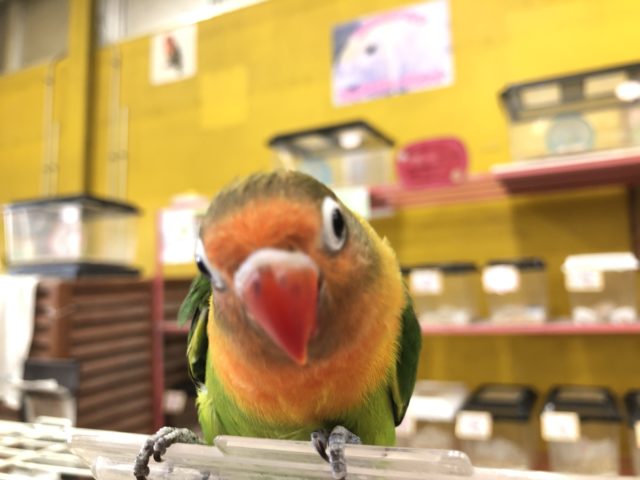 キエリボタンインコ