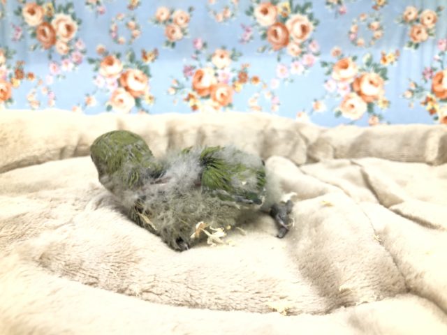 コザクラインコ（小桜インコ）