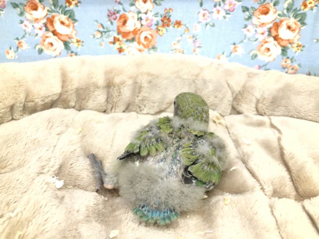 コザクラインコ（小桜インコ）