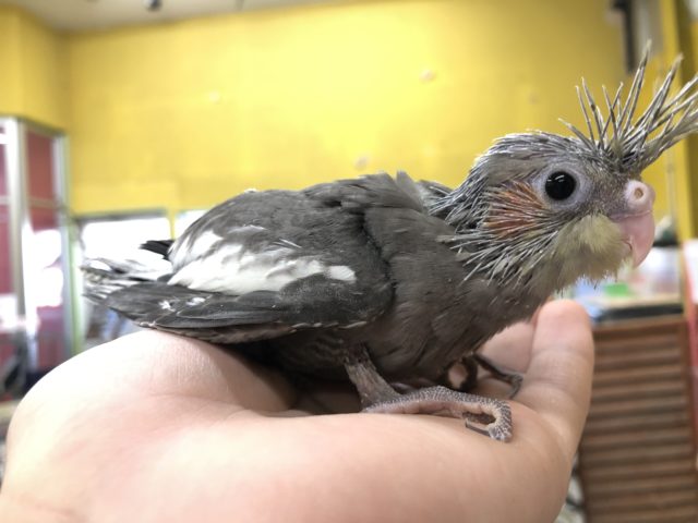 オカメインコ