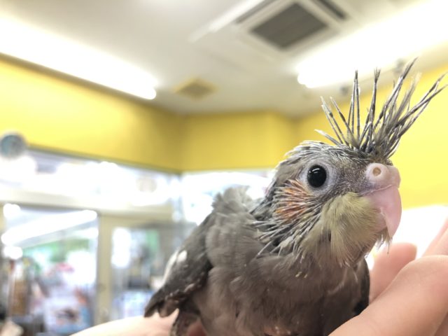 オカメインコ