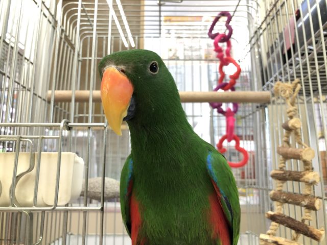 オオハナインコ