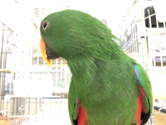 オオハナインコ