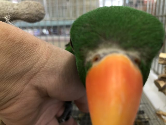 オオハナインコ
