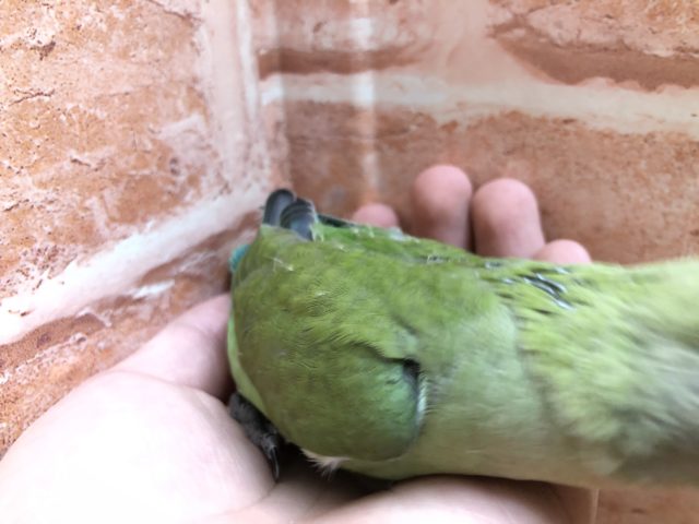 コザクラインコ（小桜インコ）