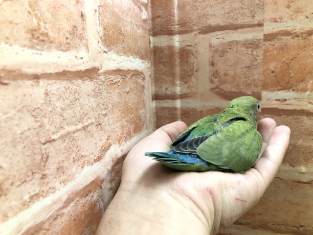 コザクラインコ（小桜インコ）