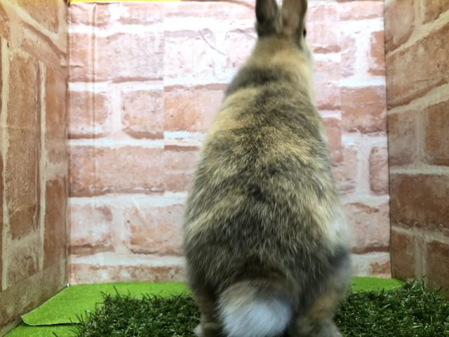 ネザーランドドワーフ