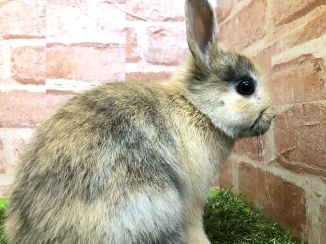 ネザーランドドワーフ