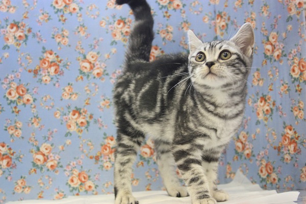 アメリカンショートヘア