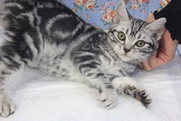 アメリカンショートヘア