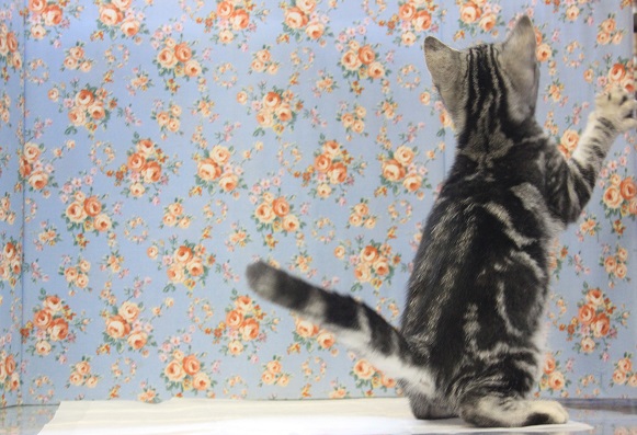 アメリカンショートヘア