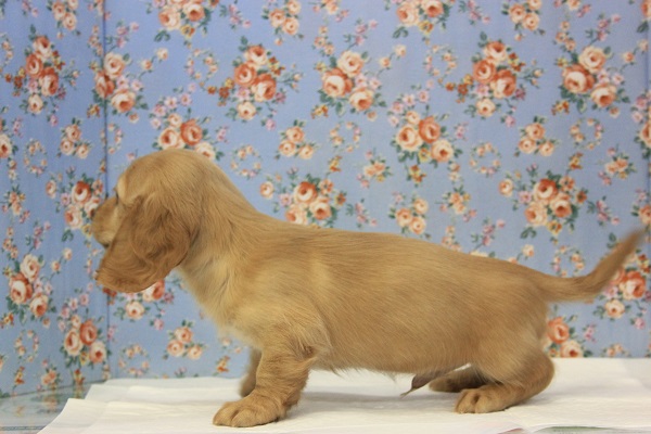 ミニチュアダックス