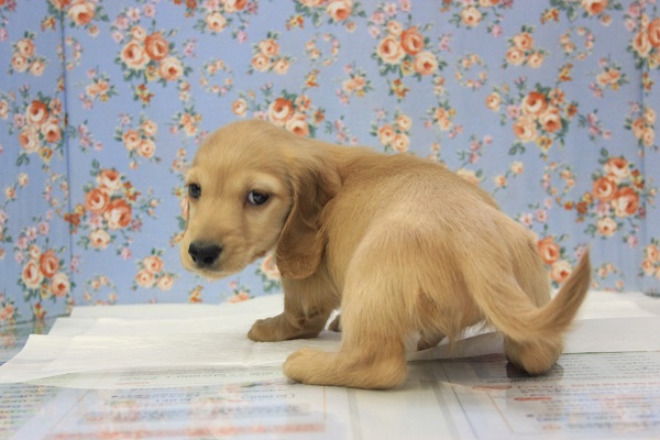 ミニチュアダックス