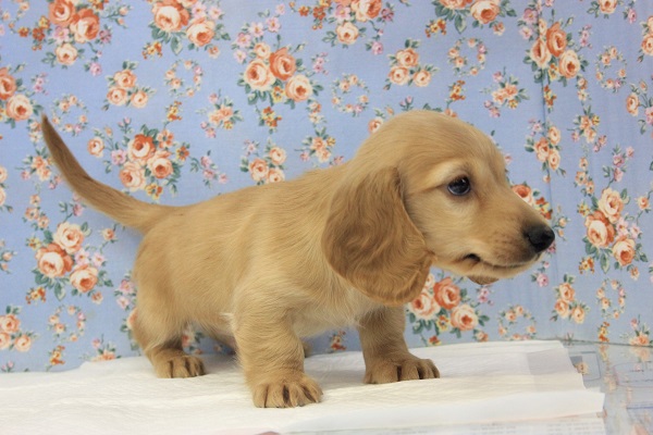 ミニチュアダックス