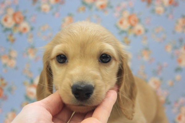 ミニチュアダックス