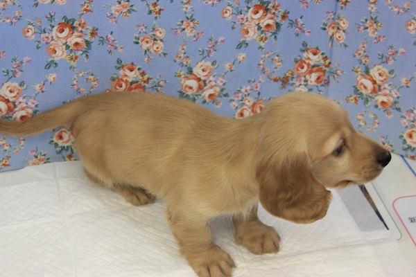 ミニチュアダックス