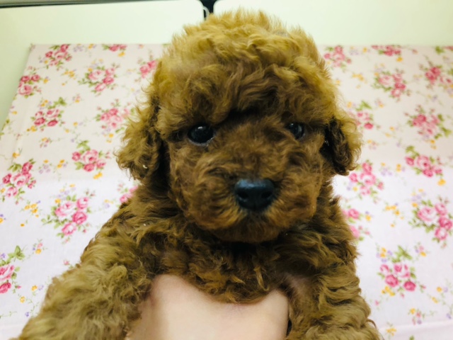 トイプードル