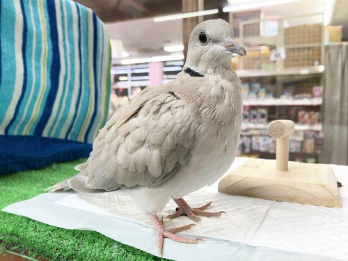 最新画像!のんびり屋さんなジュズカケバト ジュズカケバト