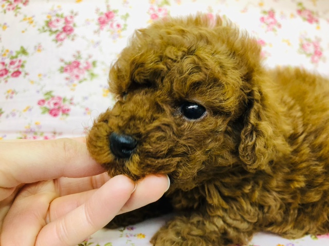 トイプードル