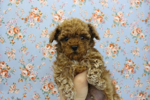トイプードル