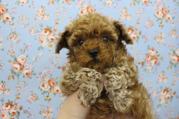 トイプードル