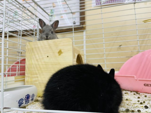 ネザーランドドワーフ