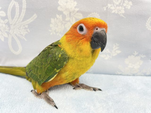 コガネメキシコインコ