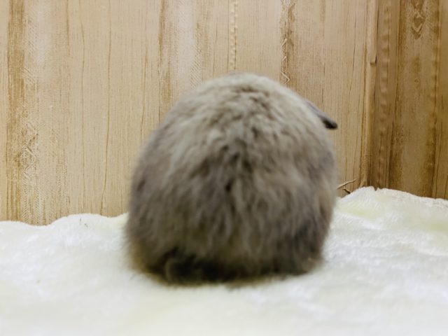 ホーランドロップ