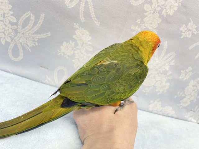 コガネメキシコインコ