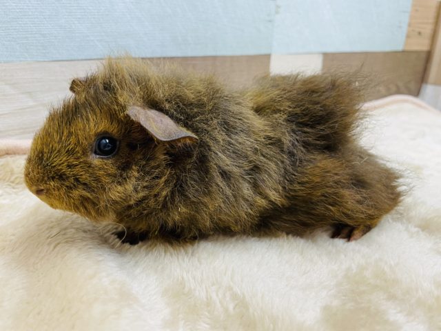テッセルモルモット