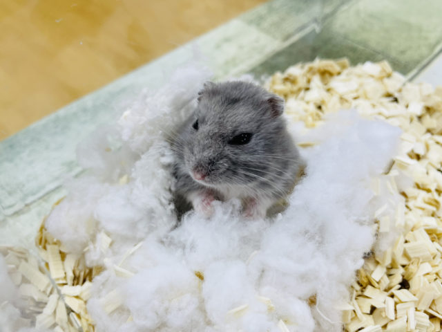 ロシアンブルーハムスター