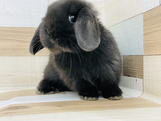 ホーランドロップ