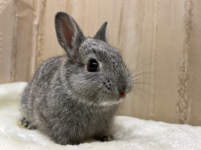 ネザーランドドワーフ